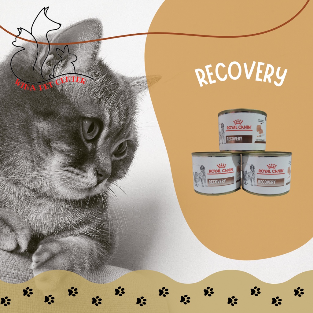 Royal canin recovery hot sale rs cat food