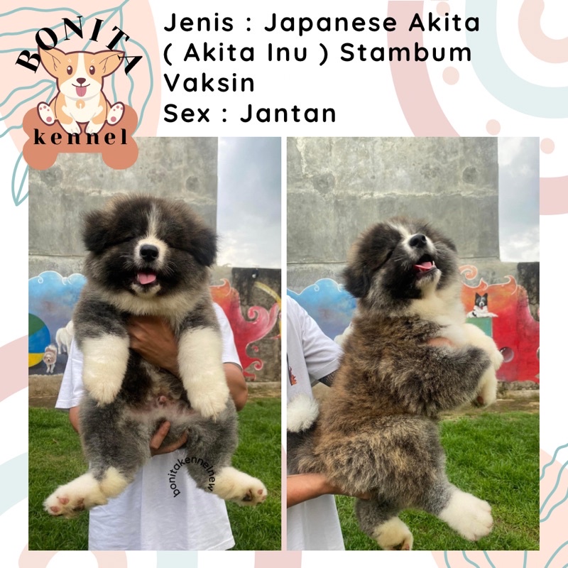 Jual akita hot sale inu