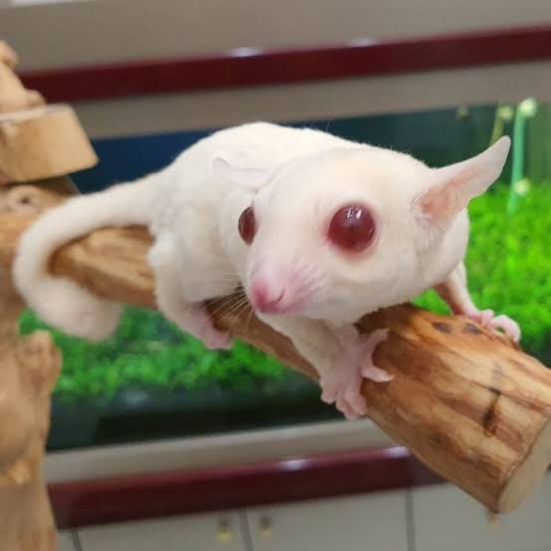 Toko sales sugar glider