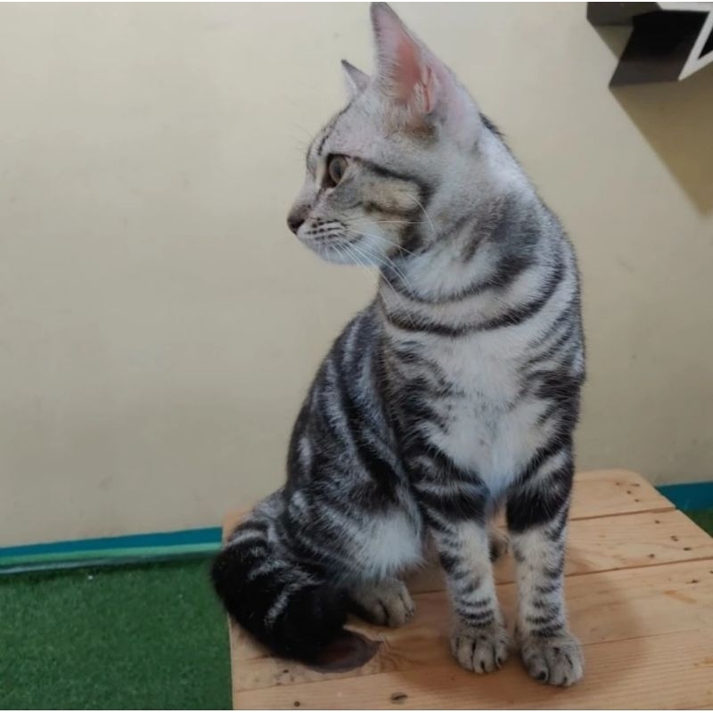 American best sale shorthair kucing