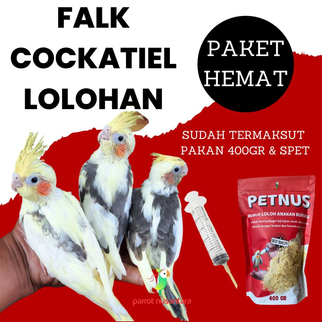 Harga cockatiel 2024