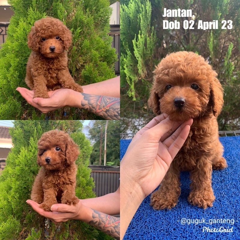 Red toy hot sale poodle harga