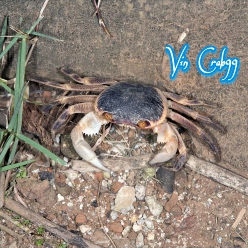 Jual Kepiting Hias Tawar (Neosartium Red Eye Purple Claw Crabs