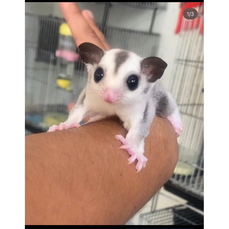 Tpm best sale sugar glider