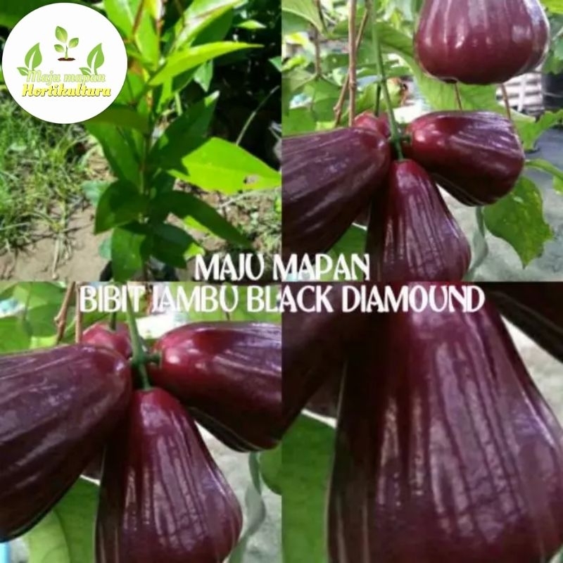 Jambu black sale