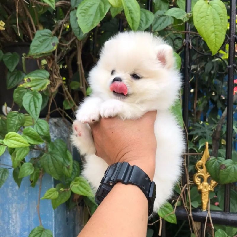 Jual anak anjing store pomeranian