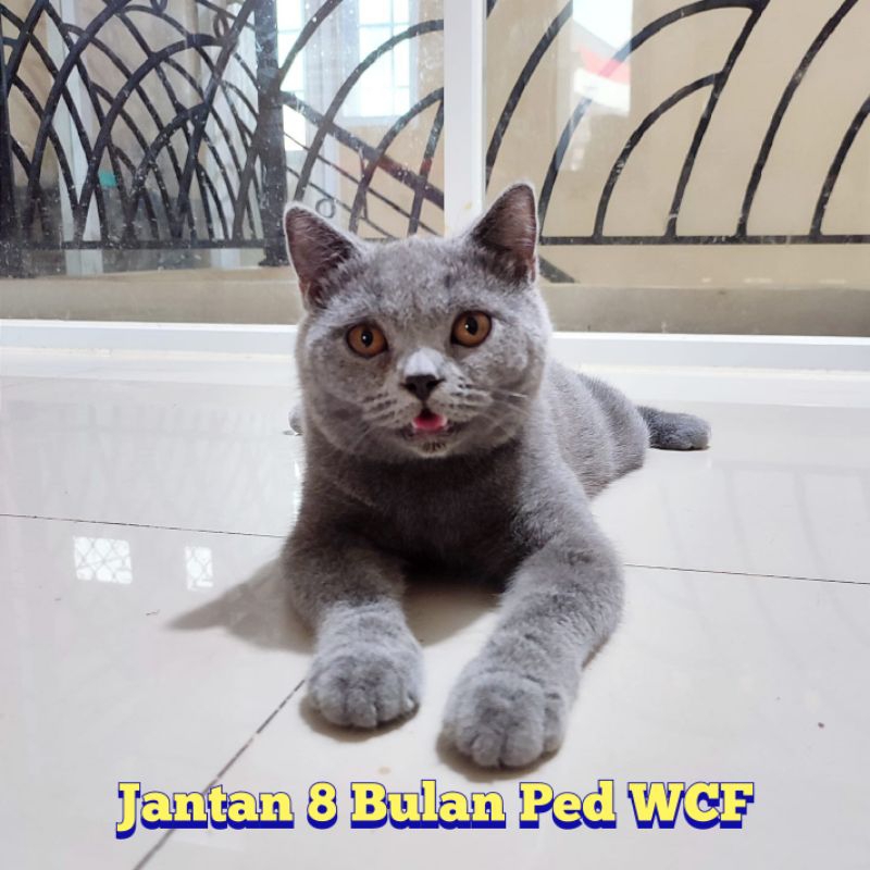 Harga british hot sale shorthair cat