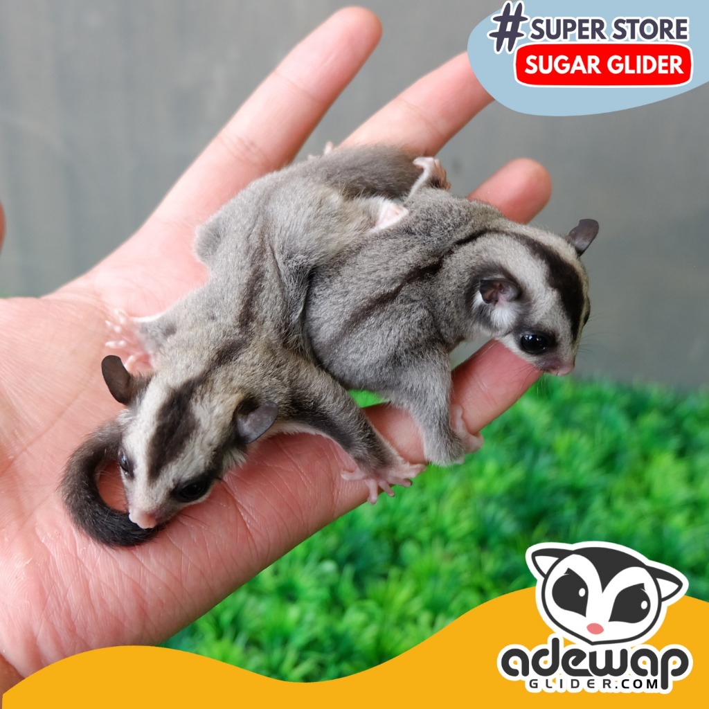 Sugar sales glider grey