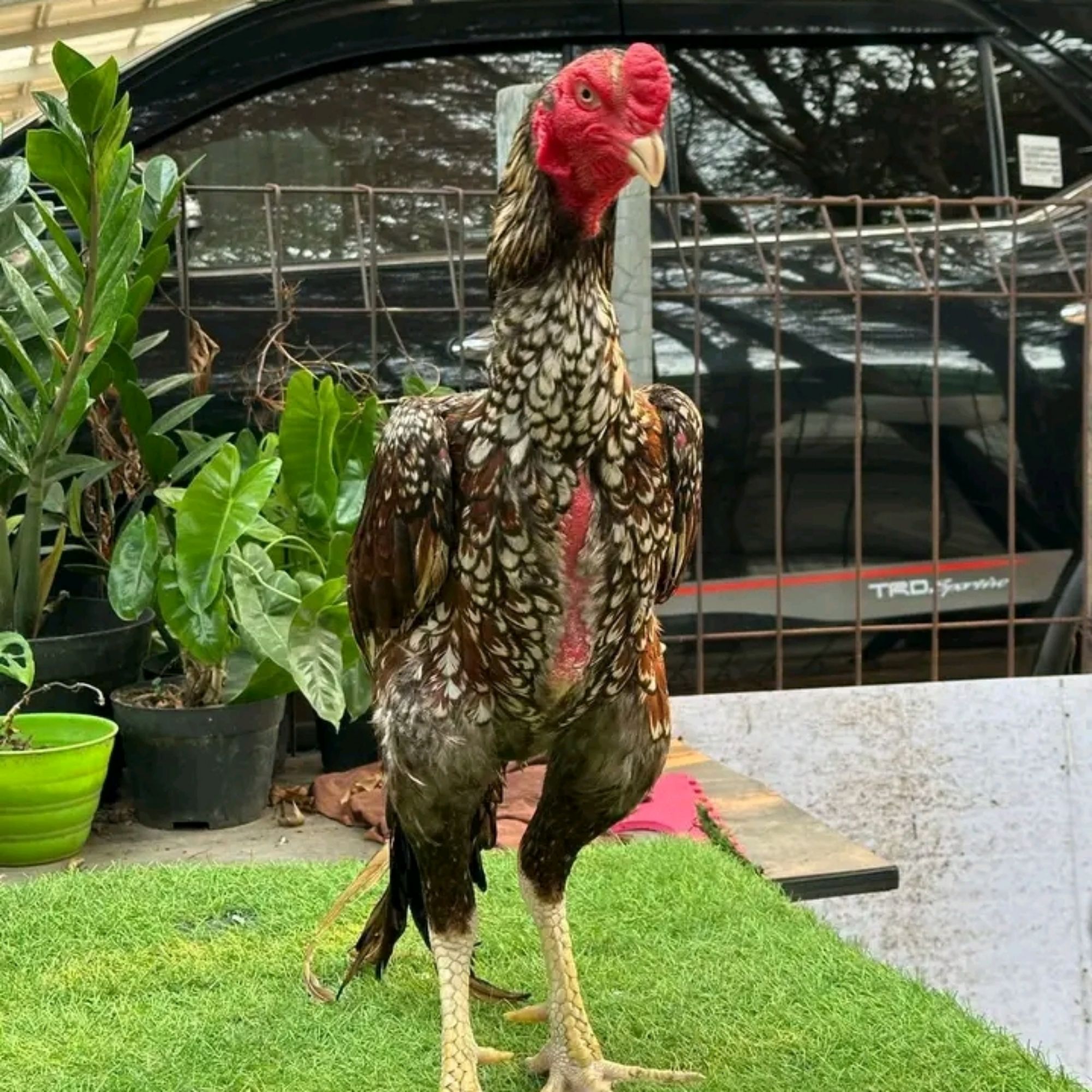 Produk PREDATOR_FARM63 | Shopee Indonesia
