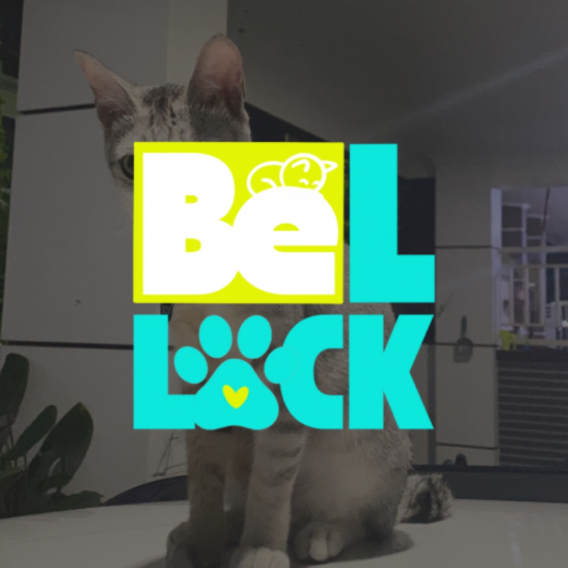 Produk Bellock Pets Official | Shopee Indonesia