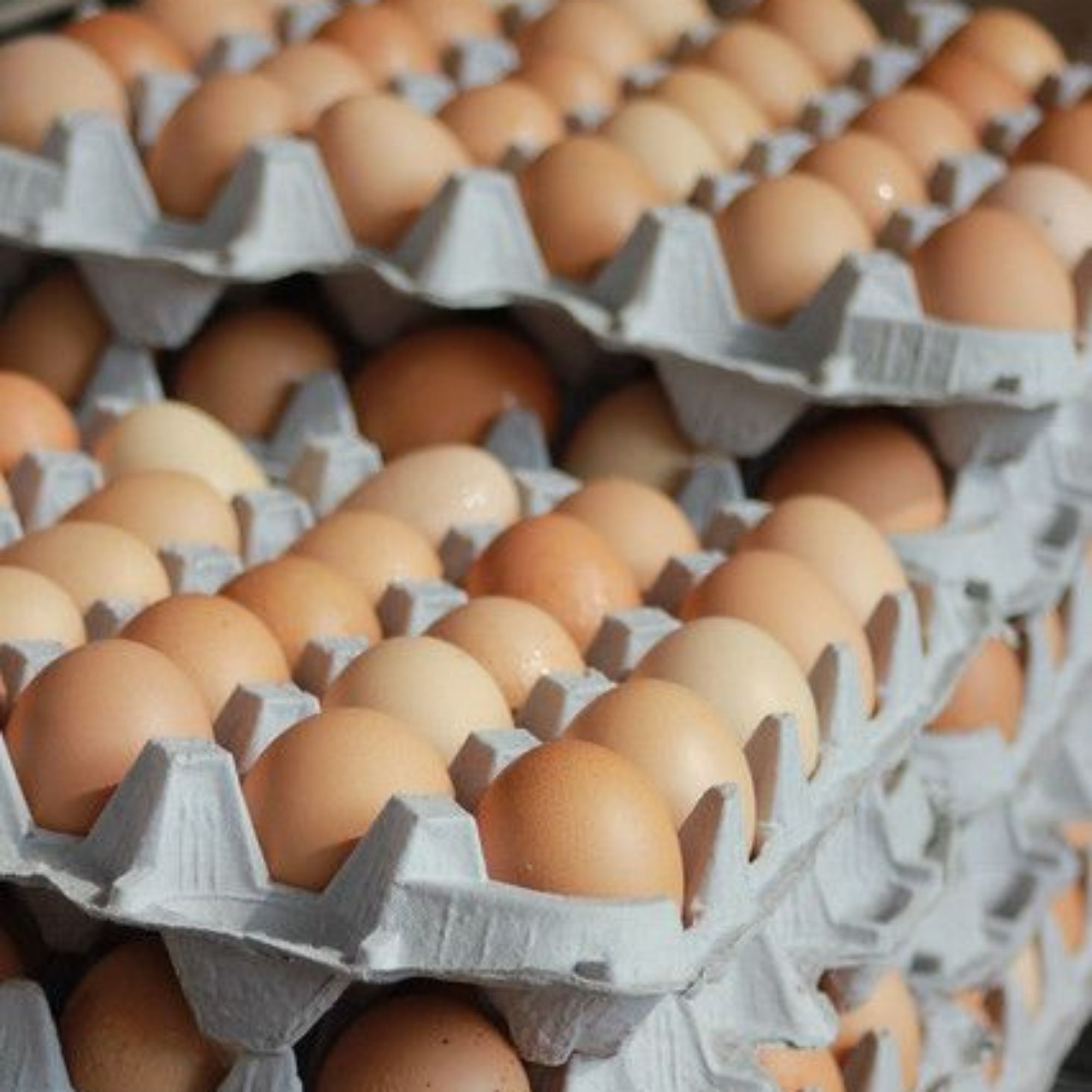 Produk Agen Telur Semarang Shopee Indonesia