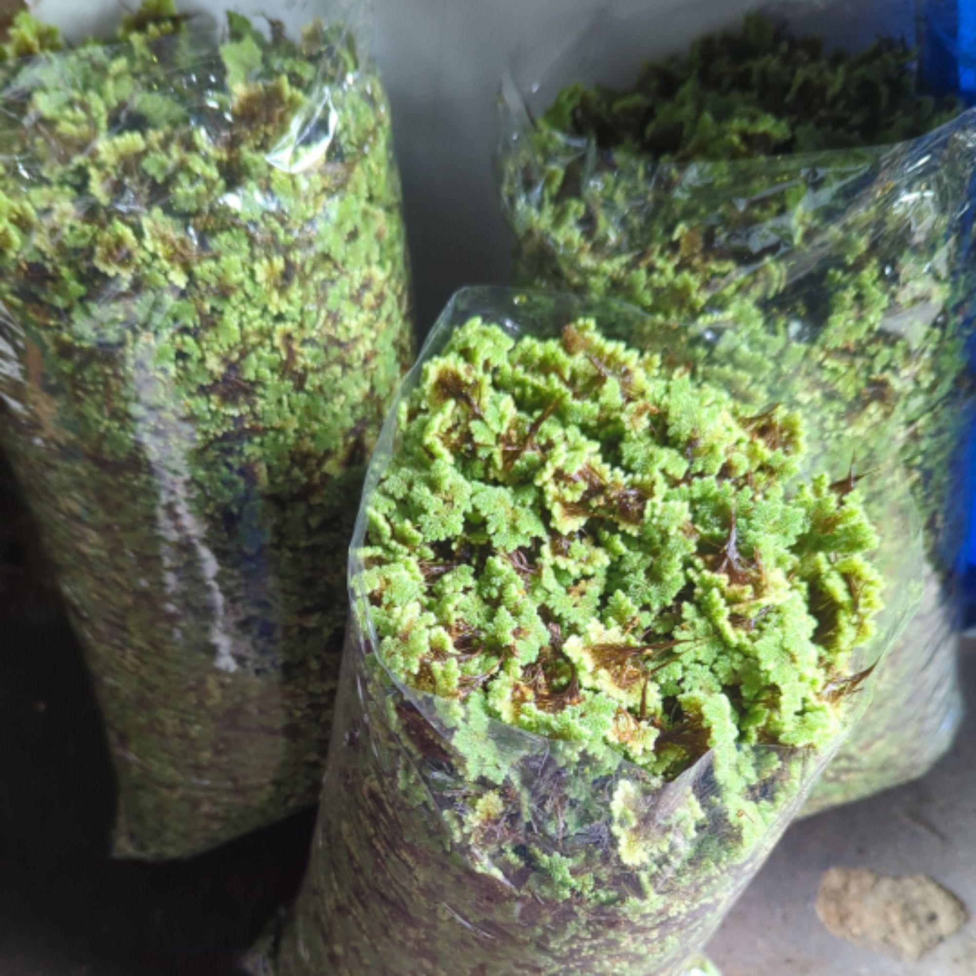 Produk Azolla Indonesia | Shopee Indonesia