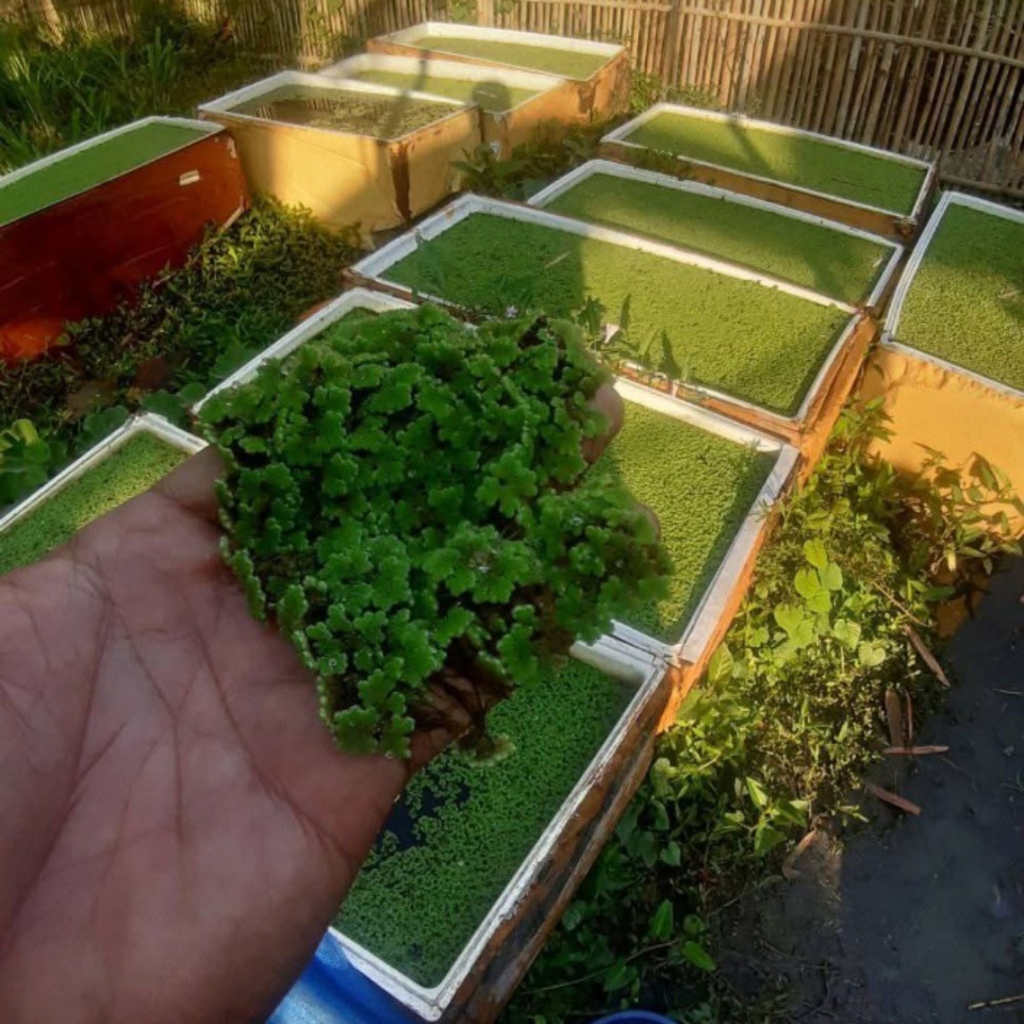 Produk Azolla Jawa timur99 | Shopee Indonesia