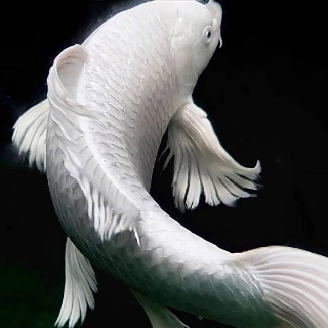 Produk Umi fish | Shopee Indonesia