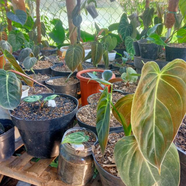 Produk Rizal Plant Shopee Indonesia