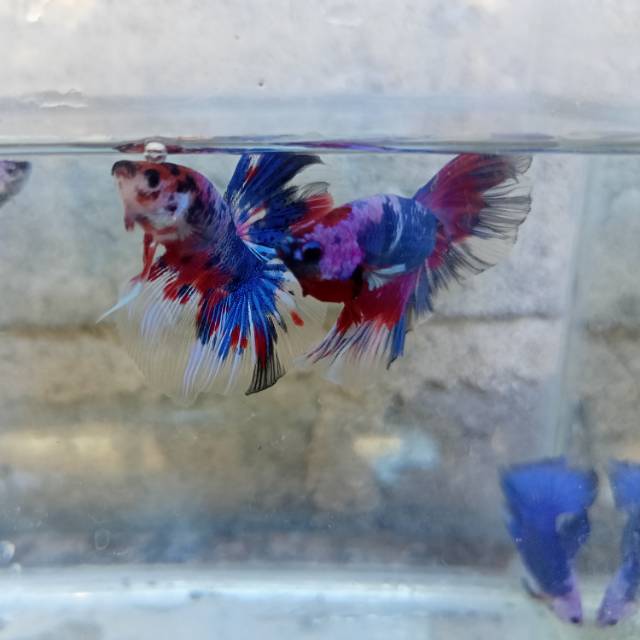 Produk RIZKY_FISH_STORE | Shopee Indonesia