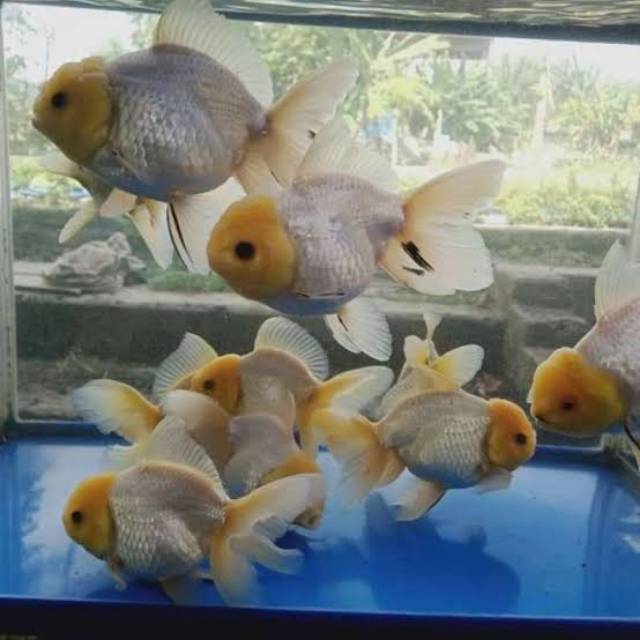 Produk Moro Seneng Fish collection | Shopee Indonesia