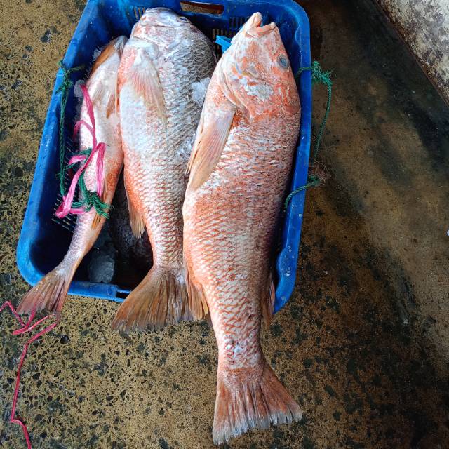 Produk RASYA BERKAH SEAFOOD | Shopee Indonesia