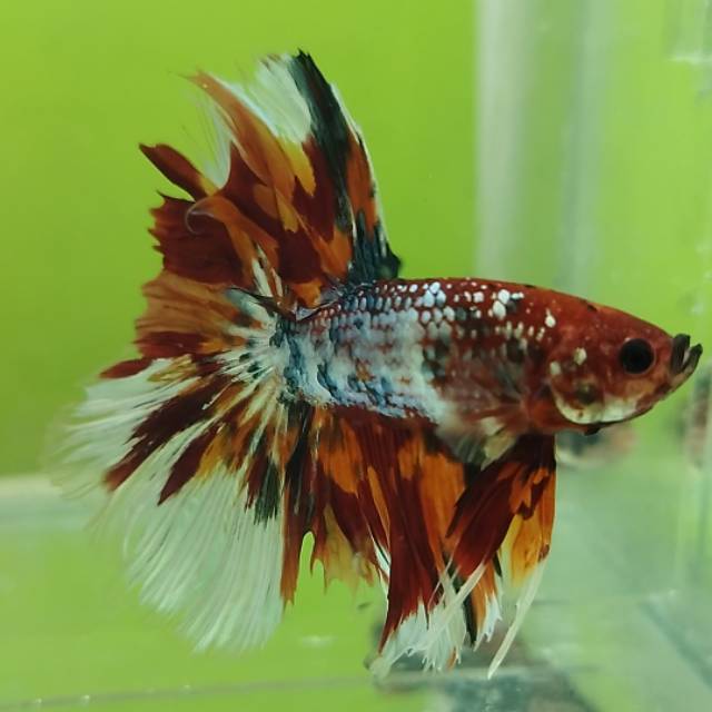 Produk Berylbettafish | Shopee Indonesia
