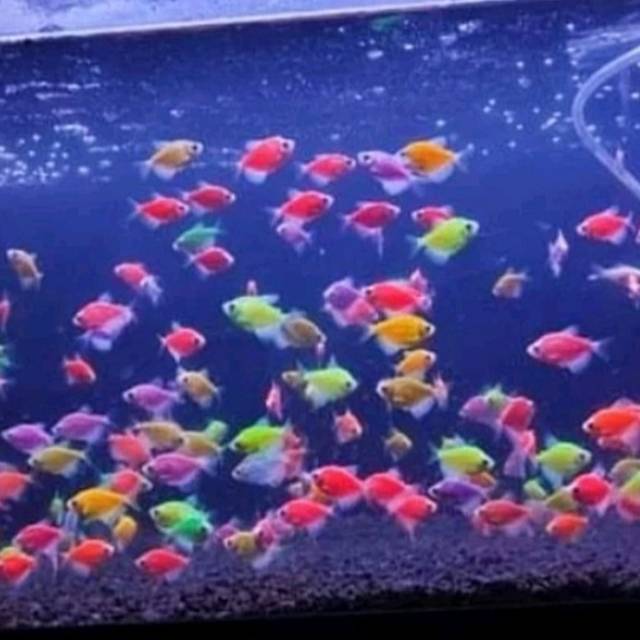 Produk Kiki_FISH | Shopee Indonesia