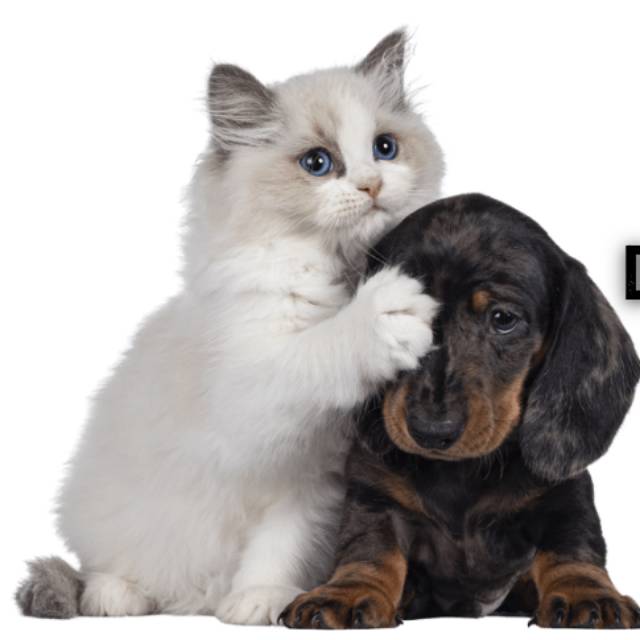 Produk Kittysaurus.shop | Shopee Indonesia