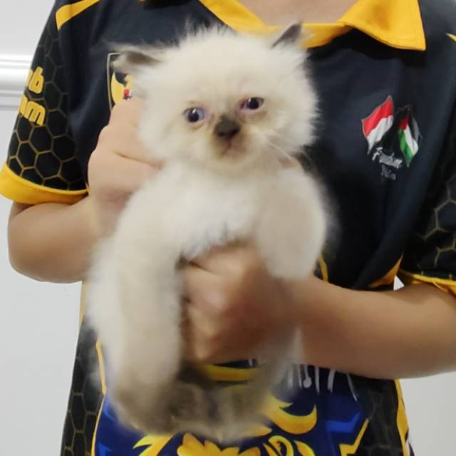 Produk Mama_raffi | Shopee Indonesia