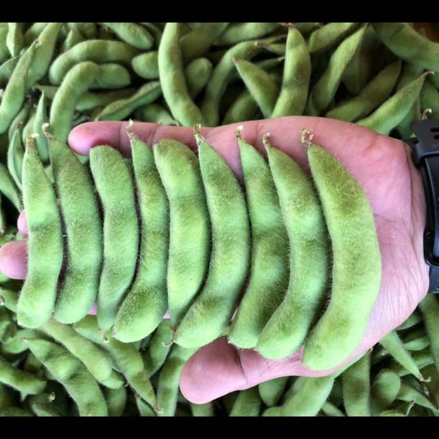 Produk Goedang Edamame | Shopee Indonesia