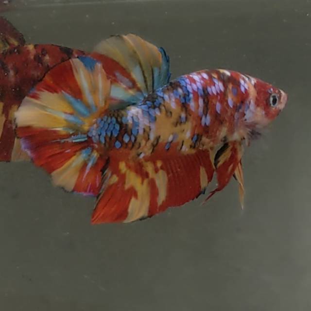 Produk RBC Betta Cell | Shopee Indonesia