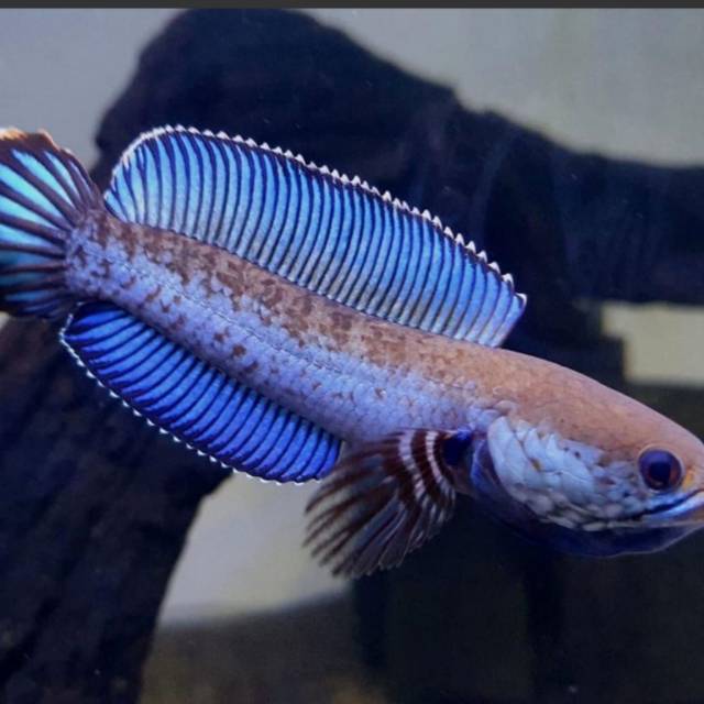 Produk Arma Fish shop | Shopee Indonesia