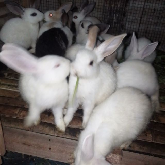 Produk KANDANG JAYA RABBIT | Shopee Indonesia