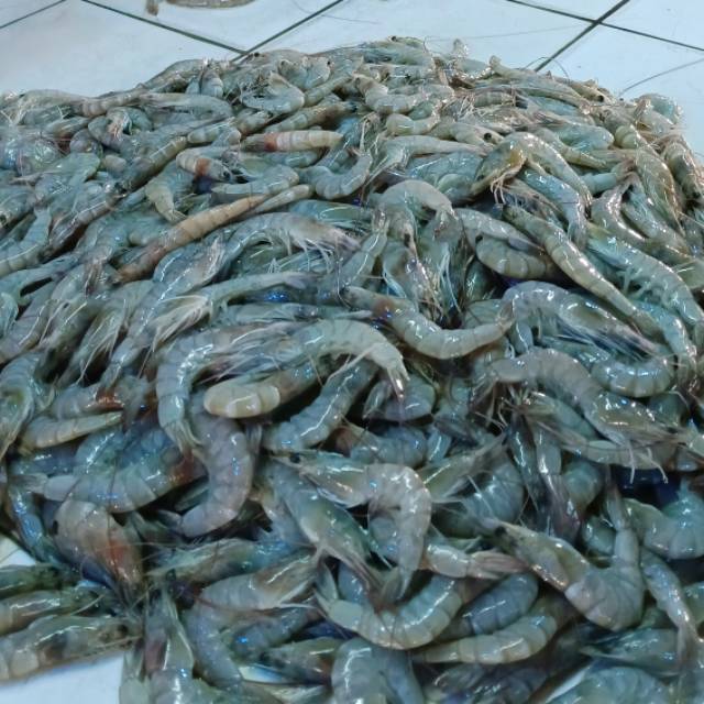 Produk ikan MJ | Shopee Indonesia