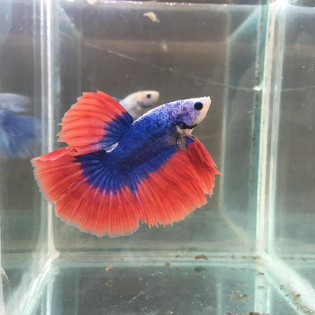 Produk Mang Jum Betta Fish | Shopee Indonesia