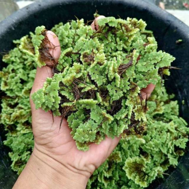 Produk PETANI AZOLLA | Shopee Indonesia