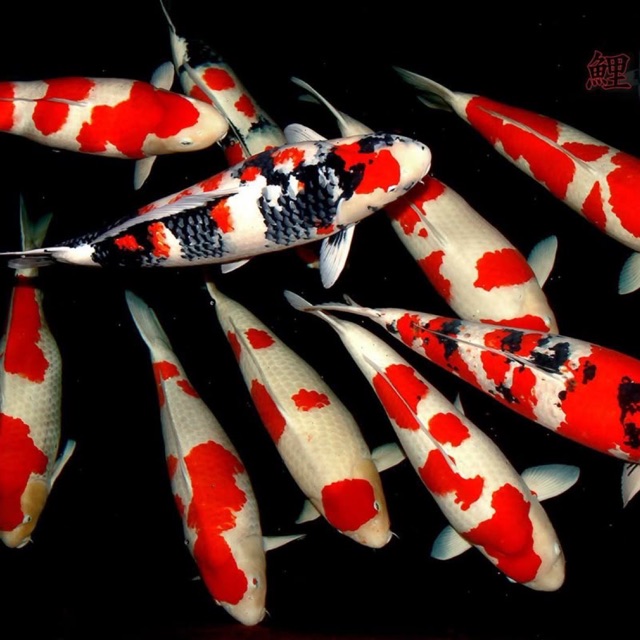 Produk qwenfish | Shopee Indonesia