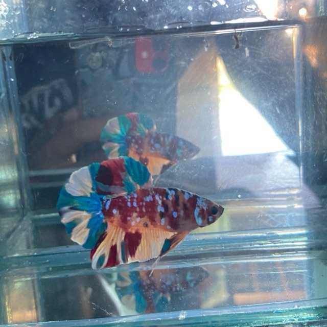 Produk Robb betta fish | Shopee Indonesia