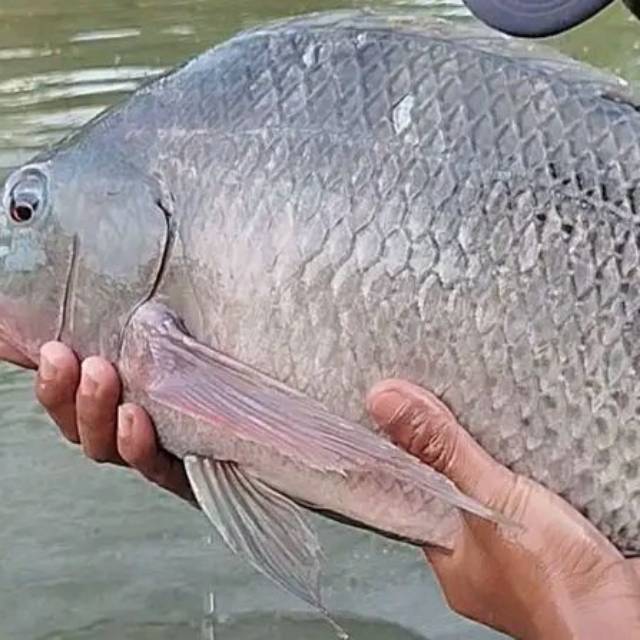 Produk Rizky fish | Shopee Indonesia