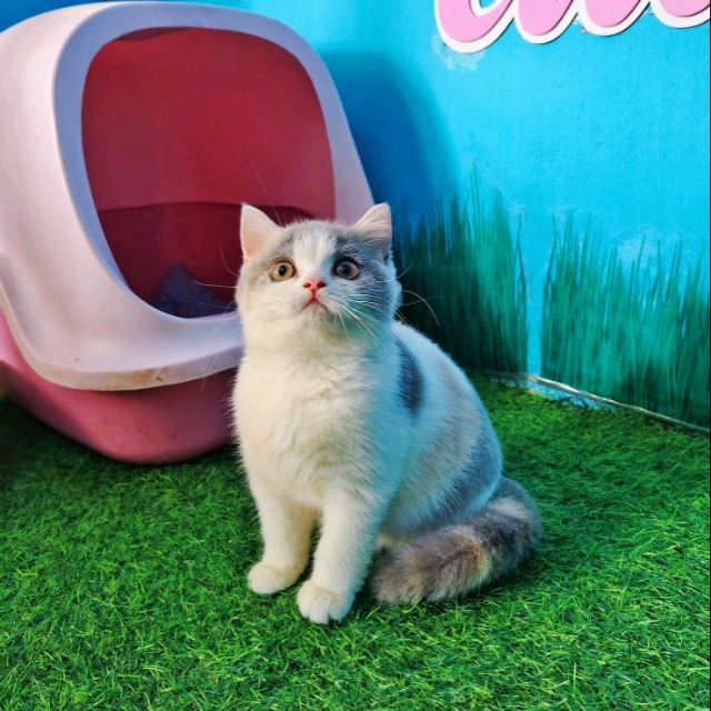 Produk Petshop Murah Iia Catshop | Shopee Indonesia