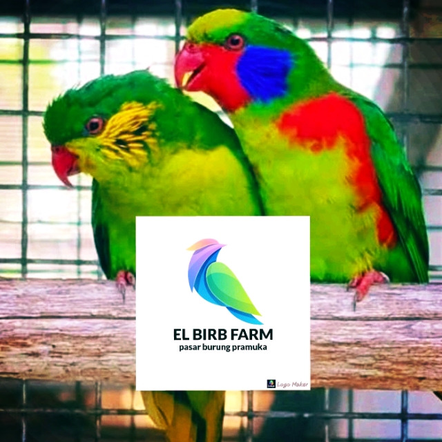 Produk EL_BIRD FARM | Shopee Indonesia