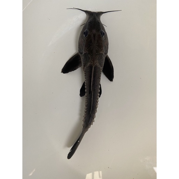 Jual Ikan Oxydoras Niger Ripsaw Catfish Exotic