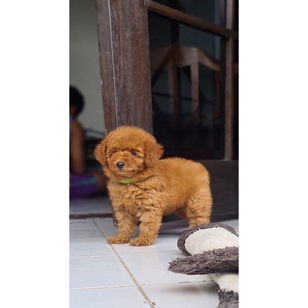 Harga anjing poodle hot sale toy