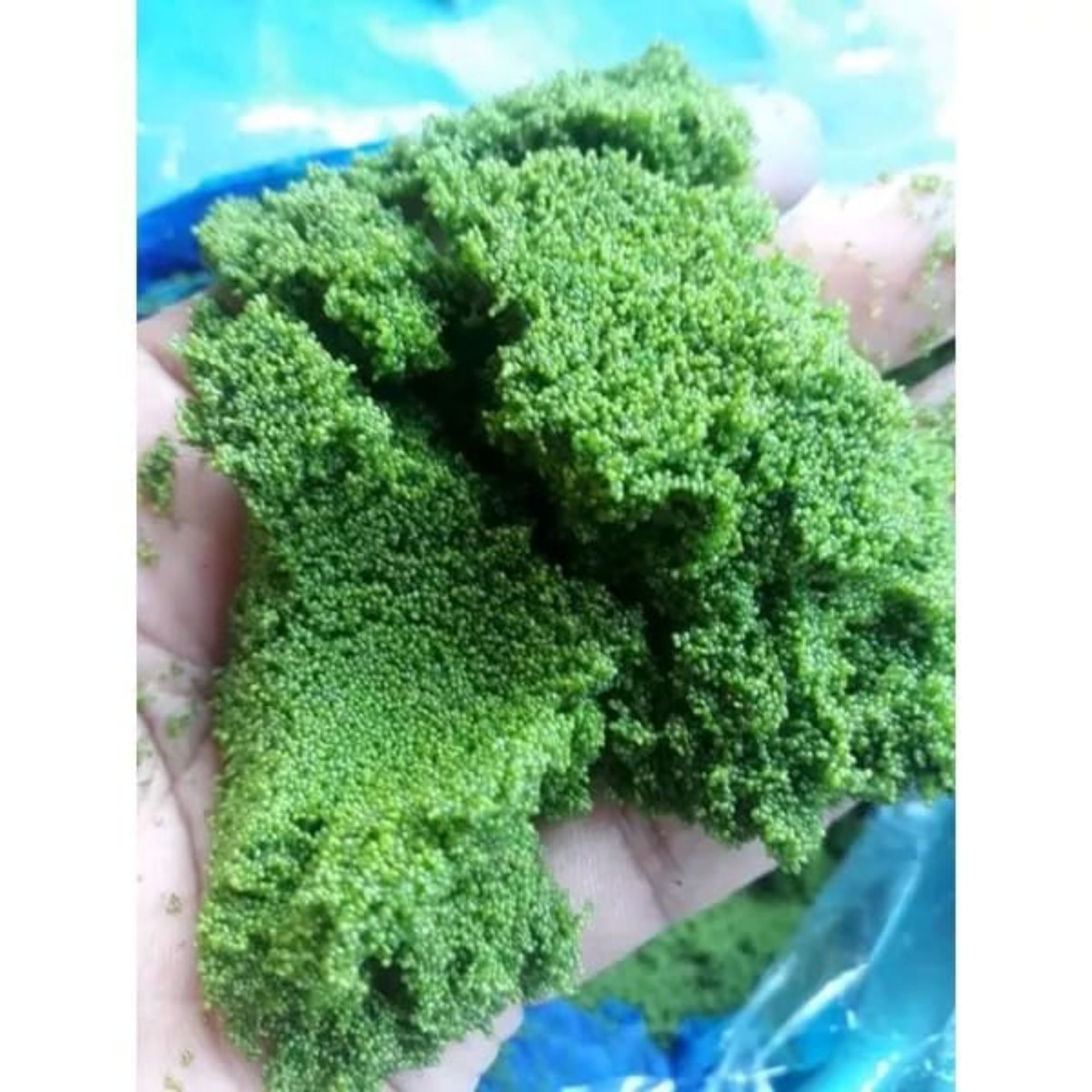 Produk azolla pati jateng | Shopee Indonesia